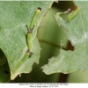 apatura ilia larva2a tula